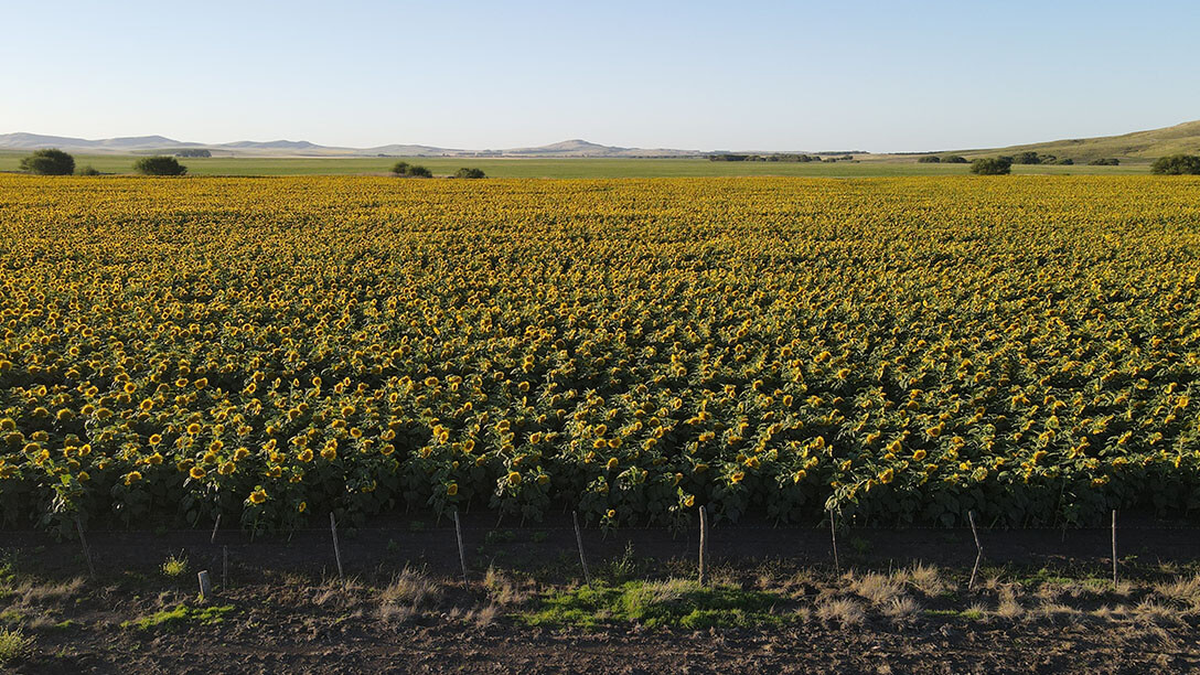 Agricultura